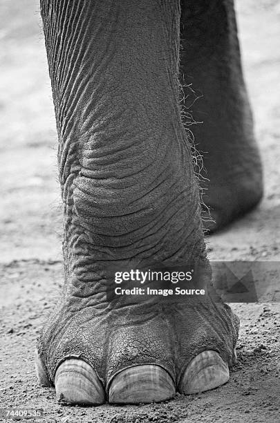 an elephants feet - elephant foot stock pictures, royalty-free photos & images