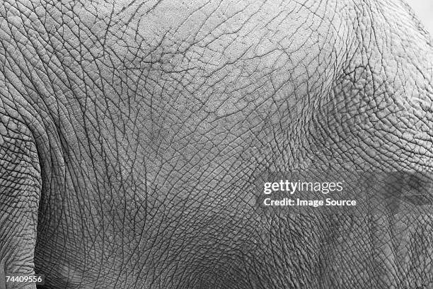 elephants skin - elephant foto e immagini stock