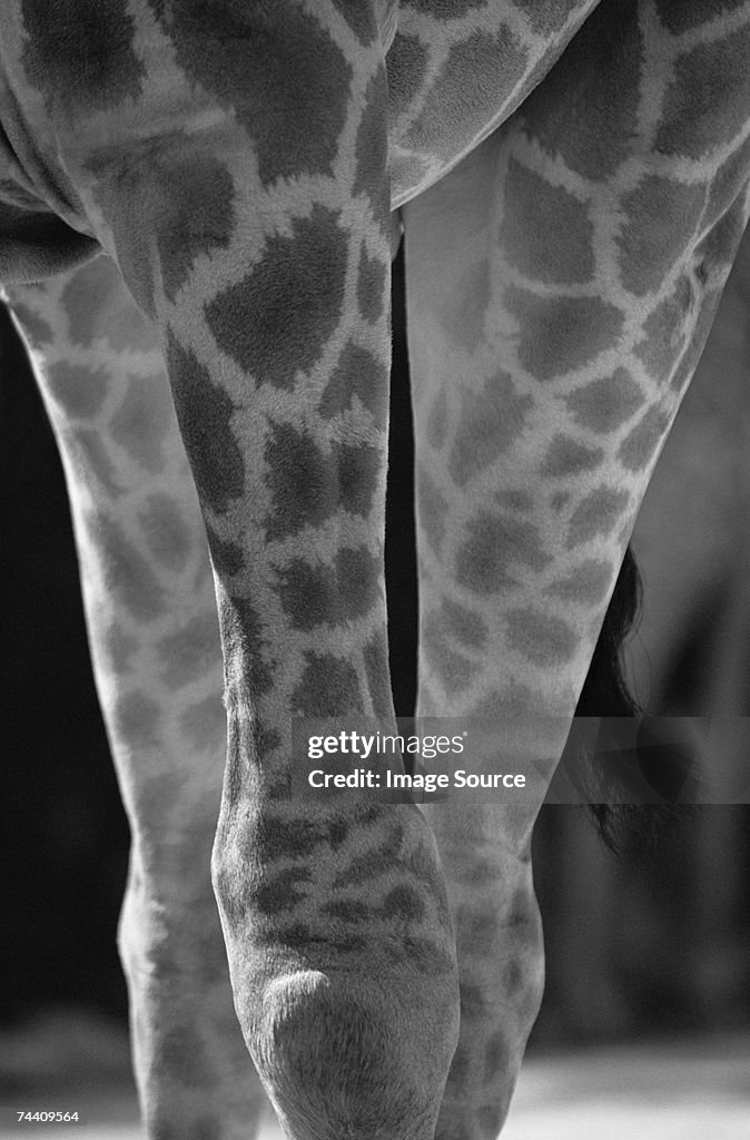 Giraffes legs