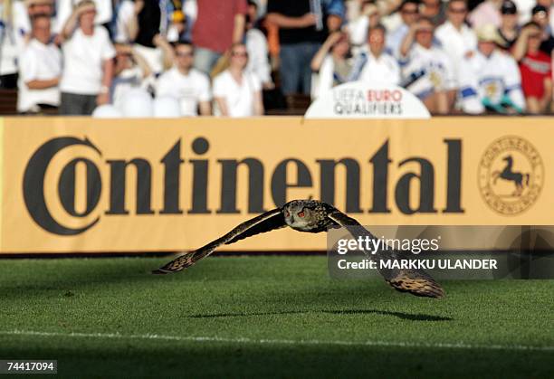 An eagle owl flies over the lawn of the Olympic Stadium, interrupting the Euro 2008 Group A qualifying soccer match opposing Finland to Belgium in...