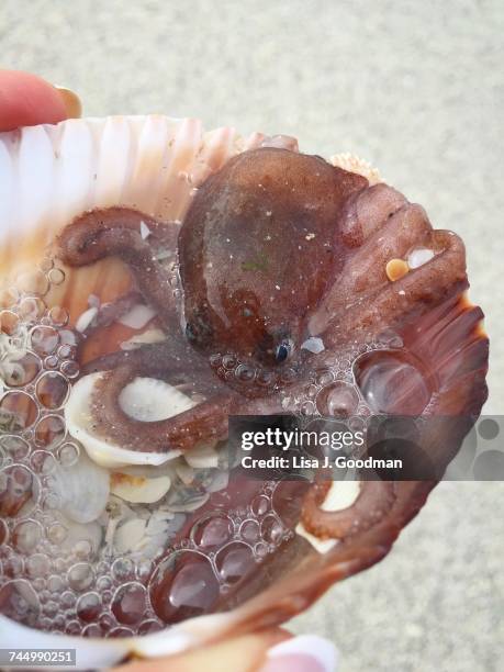 aquatic animals  - baby octopus stock pictures, royalty-free photos & images