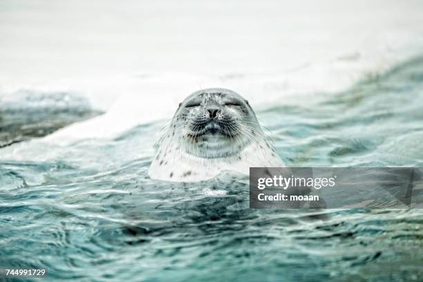 aquatic animals  - spotted seal stock pictures, royalty-free photos & images