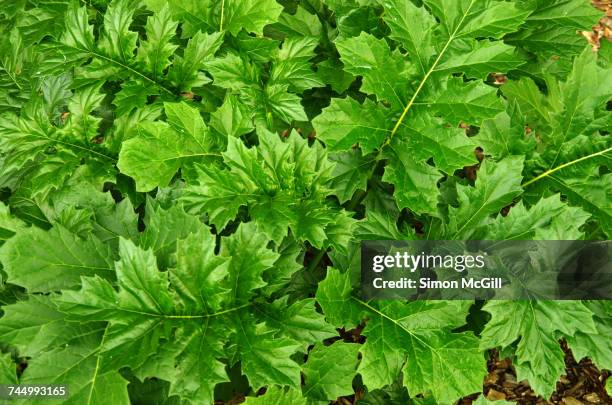 monochromatic color - acanthus leaf bildbanksfoton och bilder