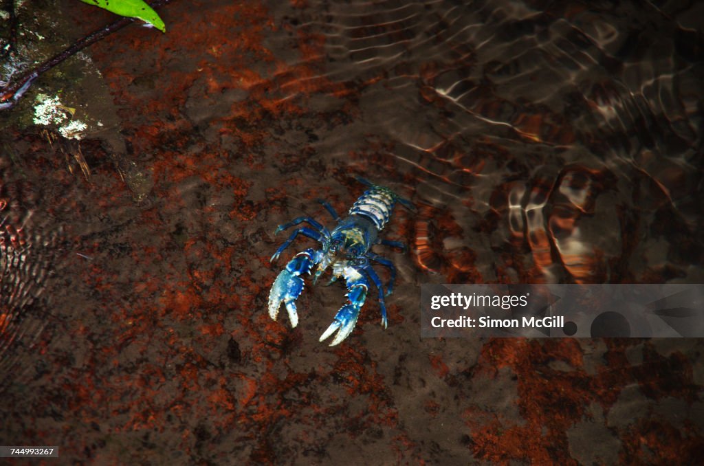 Aquatic Animals