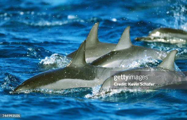 aquatic animals  - midway atoll stock pictures, royalty-free photos & images