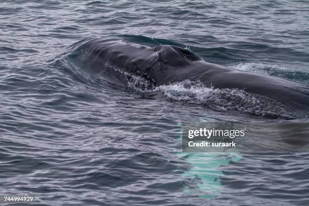 aquatic animals - dalvik stock pictures, royalty-free photos & images