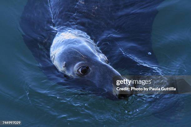 aquatic animals  - paula guttilla stockfoto's en -beelden