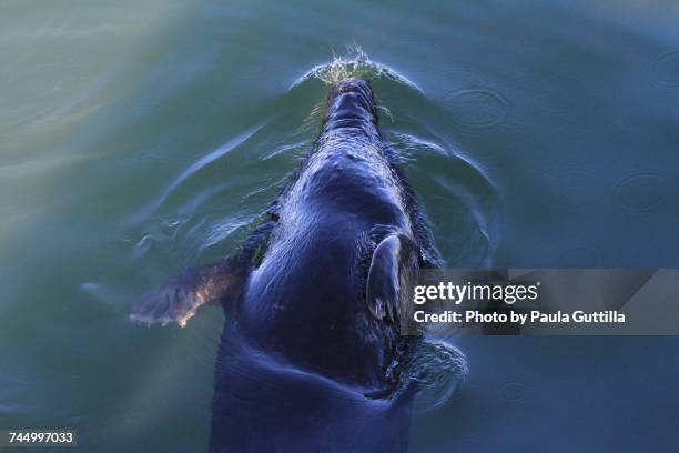 aquatic animals  - paula guttilla stockfoto's en -beelden