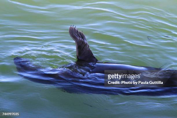 aquatic animals  - paula guttilla stockfoto's en -beelden