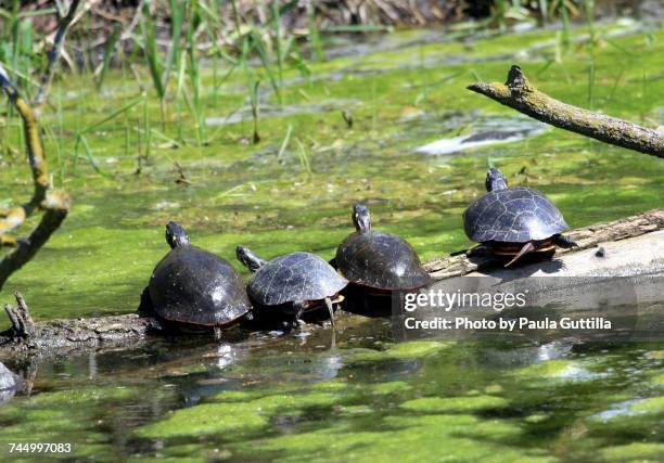 aquatic animals  - paula guttilla stockfoto's en -beelden