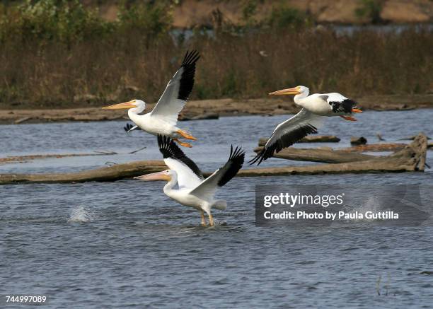 aquatic animals  - paula guttilla stock pictures, royalty-free photos & images