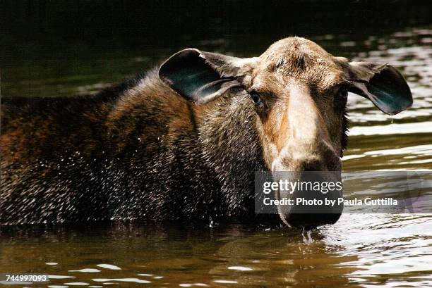 aquatic animals  - paula guttilla stockfoto's en -beelden