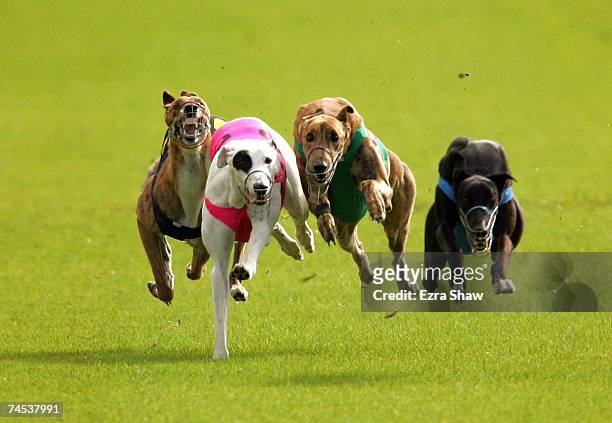 Greyhounds race in Heat 1 of the GRNSW Country Challenge Appin Cup at the Appin Way race meeting on June 11, 2007 in Sydney, Australia.