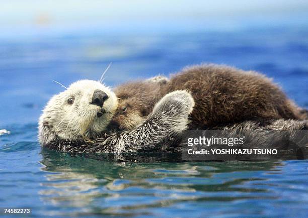 Five-year-old female Russian sea otter Meel holds her baby on her chest and swims in the large fish tank during a press preview at the Sunshine...
