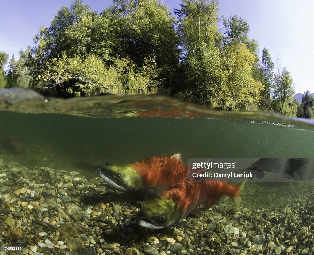 Canada, British Columbia, Adams River, spawning sockeye salmons (Oncorhynchus nerka), surface view
