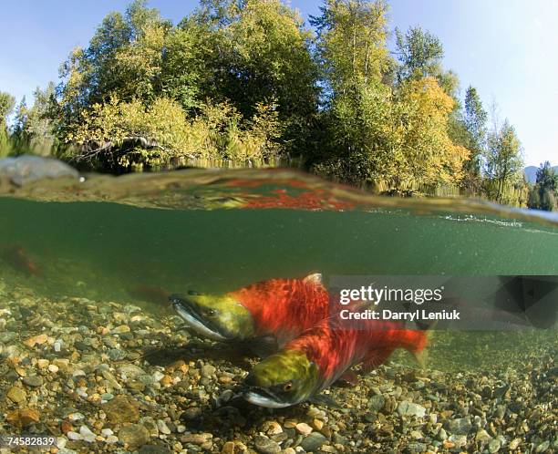 canada, british columbia, adams river, spawning sockeye salmons (oncorhynchus nerka), surface view - sockeye salmon stock pictures, royalty-free photos & images