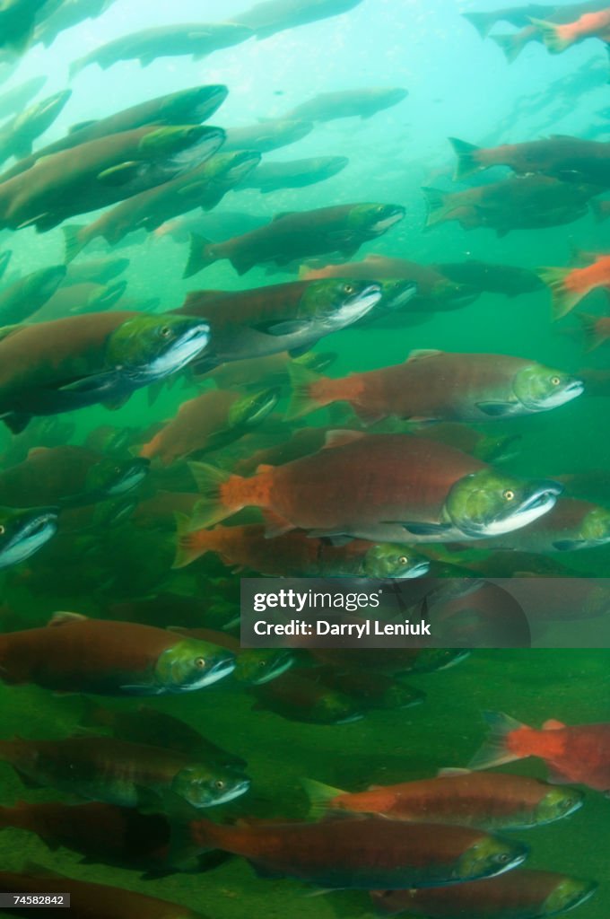 Canada, British Columbia, Adams River, spawning sockeye salmons (Oncorhynchus nerka), underwater view