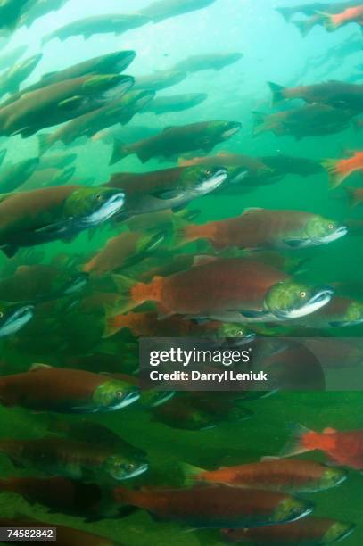 canada, british columbia, adams river, spawning sockeye salmons (oncorhynchus nerka), underwater view - sockeye salmon stock pictures, royalty-free photos & images