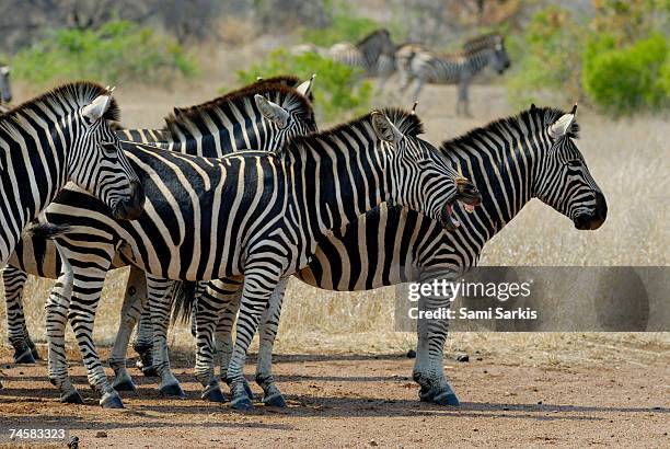 herd of burchell's zebras (equus burchelli), side view - braying stock pictures, royalty-free photos & images