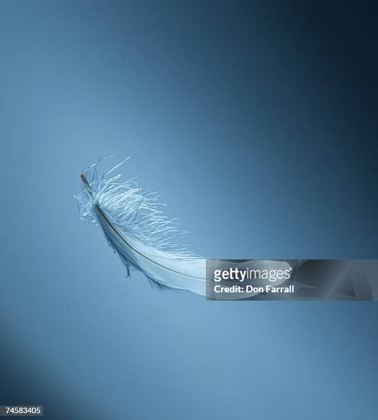 floating feather - falling feathers stock pictures, royalty-free photos & images