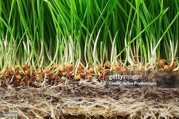 wheat grass roots in soil, close-up (cross section) - soil cross section stock pictures, royalty-free photos & images