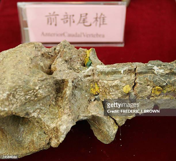 Fossilized bones of a gigantic theropod dinosaur, Gigantorraptor erlianensis, are displayed for the media in Beijing, 13 June 2007, after the remains...