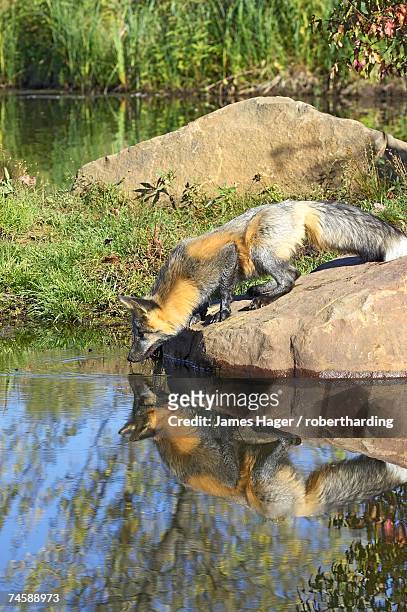 cross phase red fox (vulpes fulva) (cross fox) drinking at waters edge with reflection, minnesota wildlife connection, sandstone, minnesota, united states of america, north america - minnesota wildlife connection stock pictures, royalty-free photos & images