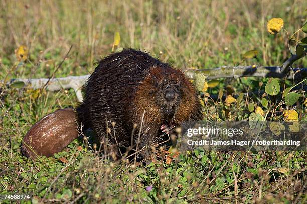 captive beaver (castor canadensis), minnesota wildlife connection, sandstone, minnesota, united states of america, north america - minnesota wildlife connection stock pictures, royalty-free photos & images