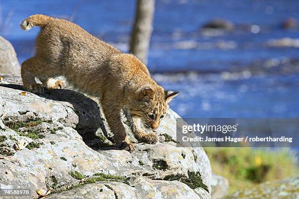 young bobcat (lynx rufus) in captivity, minnesota wildlife connection, sandstone, minnesota, united states of america, north america - minnesota wildlife connection stock pictures, royalty-free photos & images