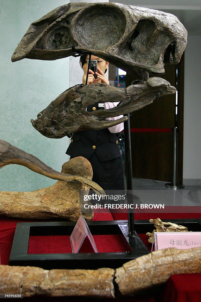 Fossilized bones of a gigantic theropod...