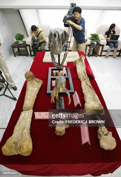 Fossilized bones of a gigantic theropod dinosaur, Gigantorraptor Erlianensis, are put on display for the media in Beijing, 13 June 2007, after the...