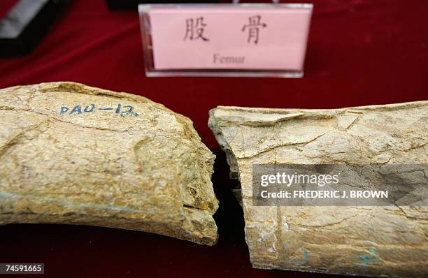 Fossilized bones of a gigantic theropod dinosaur, Gigantorraptor Erlianensis, are put on display for the media in Beijing, 13 June 2007, after the...