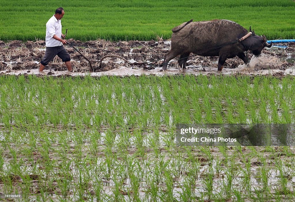 China Raises Subsidy To Farmers