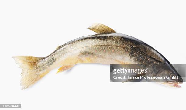 a fresh char against a white background - speckled trout stock-fotos und bilder