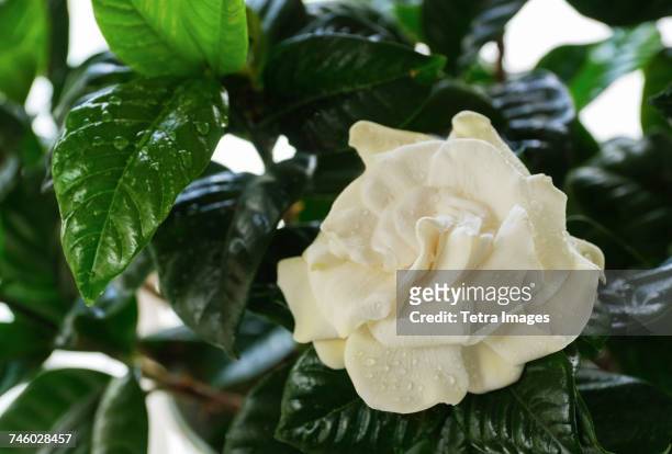wet gardenia flower - gardenia stock pictures, royalty-free photos & images