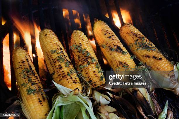 corn on cob covered with thyme on barbeque - grilled corn stock pictures, royalty-free photos & images