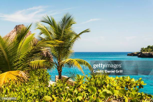 jamaica, negril, palm trees against seascape - negril jamaica imagens e fotografias de stock