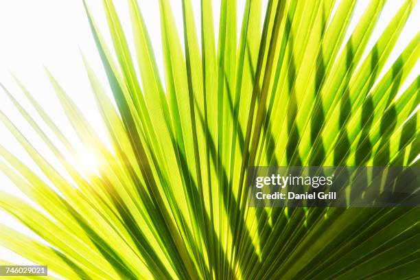 close-up of palm leaf on white background - palm leaf on white stock pictures, royalty-free photos & images