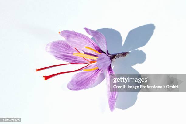 a saffron crocus - saffron stock pictures, royalty-free photos & images