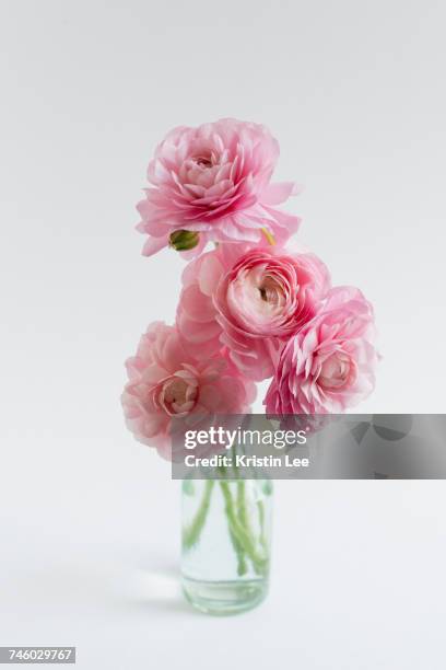 studio shot of bunch of ranunculus in glass vase on white background - buttercup family stock pictures, royalty-free photos & images