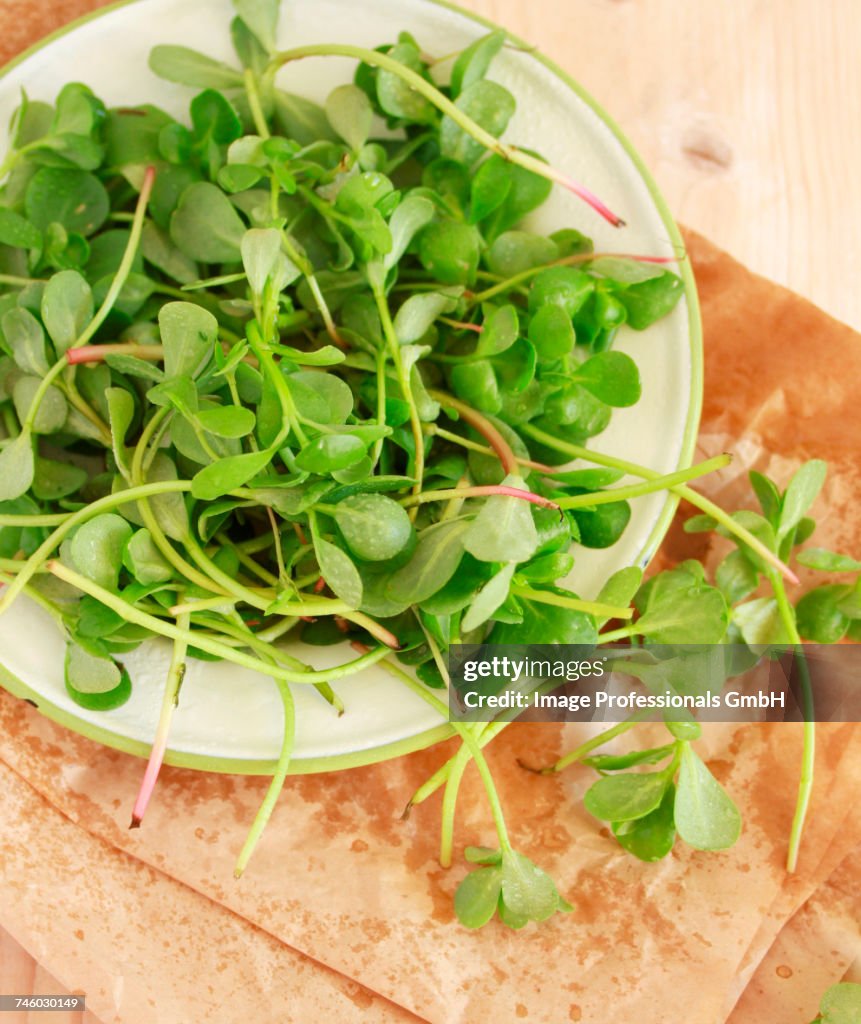 A plate of fresh purslane