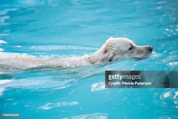 golden retriever swimming in swimming in pool - dog swimming stock pictures, royalty-free photos & images