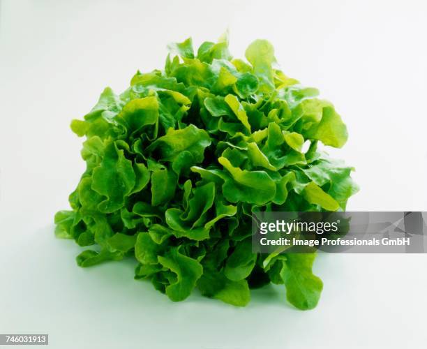 green oak leaf lettuce - feuille de salade fond blanc photos et images de collection