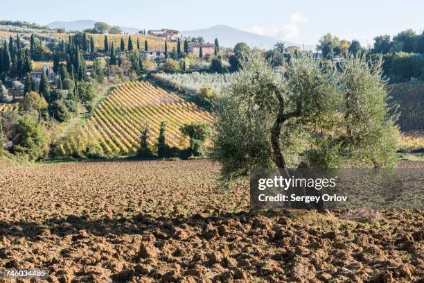 italy, tuscany, montalcino, hills and vineyards with abbey of santantimo in distance - abbazia di santantimo foto e immagini stock