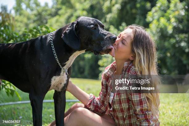 great dane licking womans face - alano tedesco foto e immagini stock