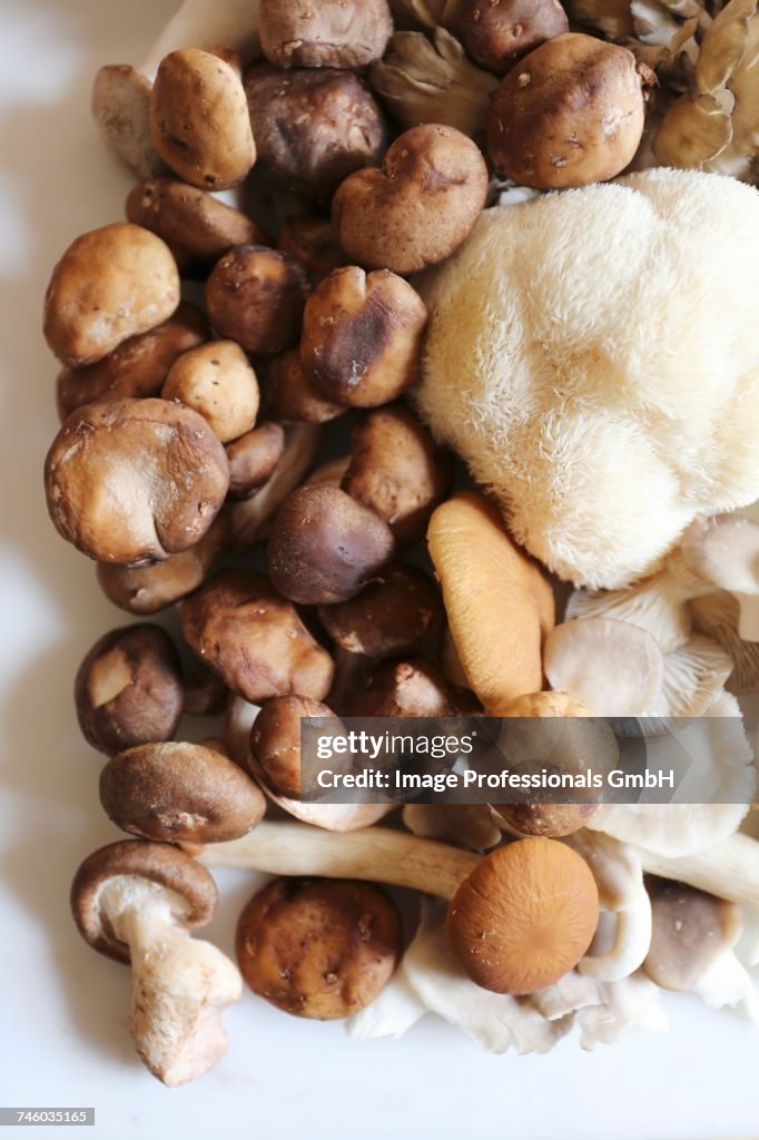 Maitake, shitake, piopinni, oyster and lions mane mushrooms