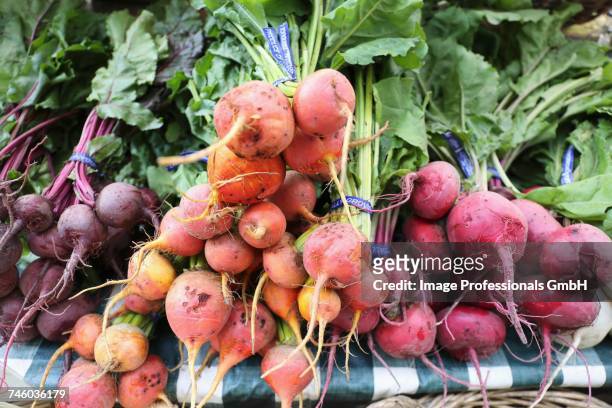 various types of beetroot in bundles at a market - golden beet stock pictures, royalty-free photos & images