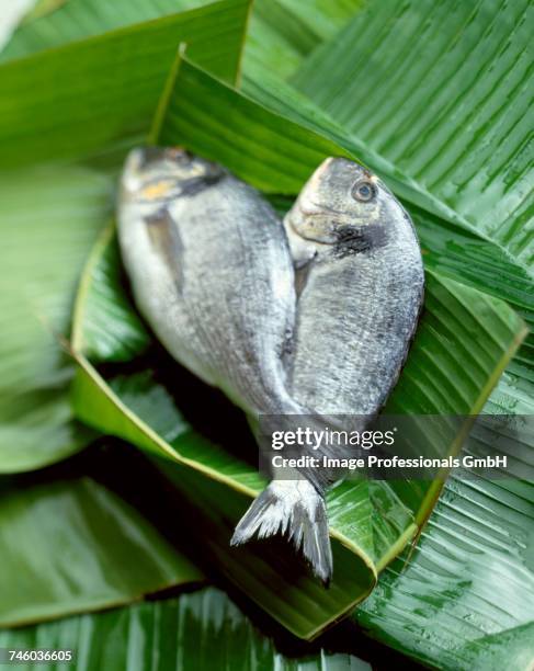 sea bream in palm leaves - orata stock-fotos und bilder