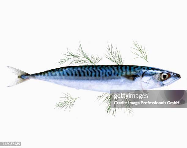 fresh mackerel - mackerel pike stock pictures, royalty-free photos & images