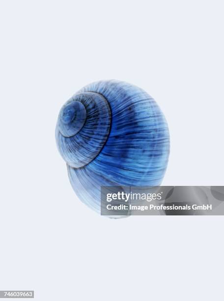 Snail High-Res Stock Photo